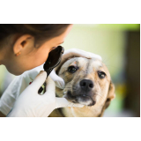 oftalmologista para cachorro clínica Jardim Santa Judith