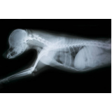 onde faz exame de raio x crânio do cachorro Parque Itália