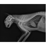 onde faz exame de raio x para gato Parque Via Norte