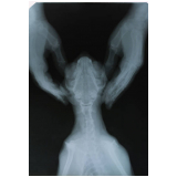 onde faz exame de raio x tórax gato Parque Itália