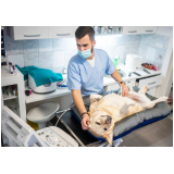 onde fazer exame de ultrassom abdominal animal Vila Costa e Silva