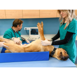 onde fazer exame de ultrassom abdominal em gatos Vale Verde