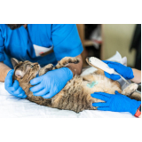 onde fazer exame de ultrassom em gatos Jardim do Trevo