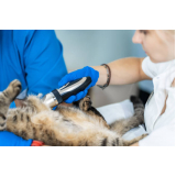 onde fazer exame de ultrassom para gato Joapiranga