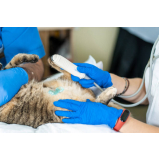 onde fazer exame de ultrassom para gatos Chácara Silvania