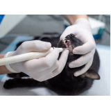 telefone de clínica veterinária para animais Vila Brandina