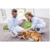 veterinário para cachorros contato Jardim Lumen Christ