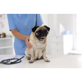 veterinário para cachorros Vila Fortuna