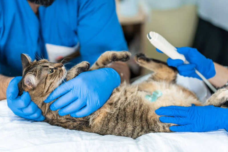 Ultrassom Articular para Animais Vila Iza - Ultrassom para Gatos
