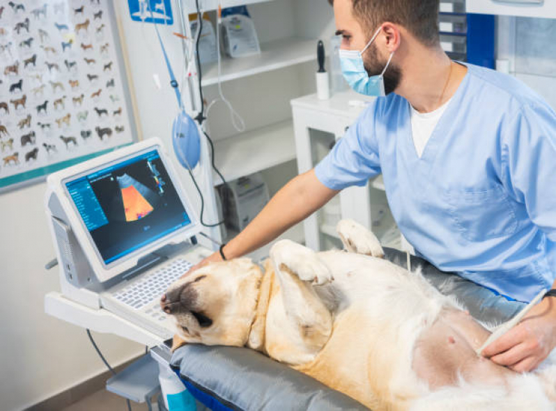 Ultrassom em Cachorro Valores Vila Industrial - Ultrassom Articular para Animais