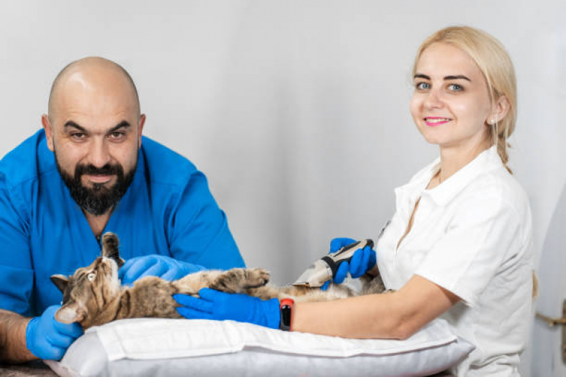 Ultrassom para Gato Valores Vila Proost de Sousa - Ultrassom Encefálico Animal