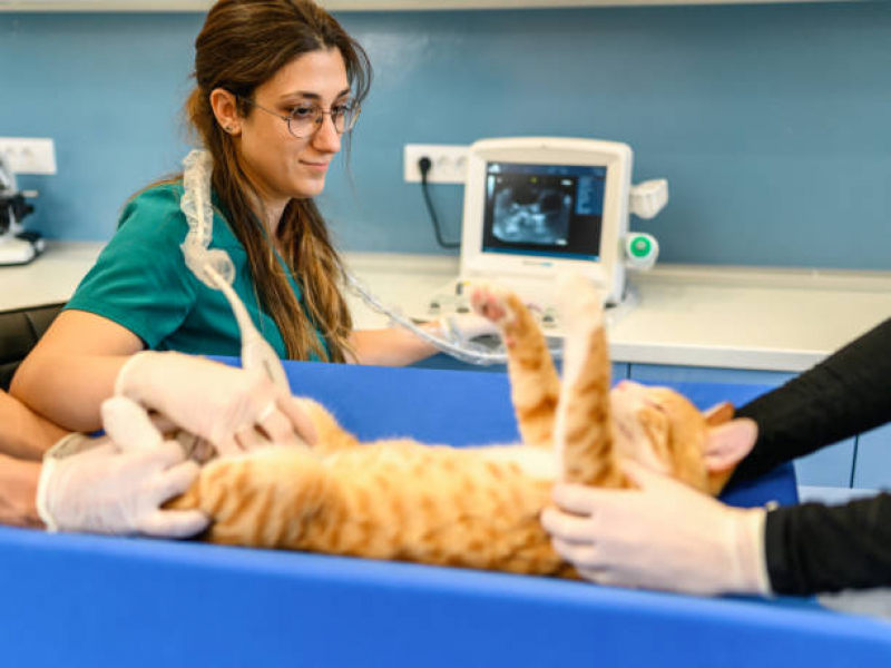 Ultrassom para Gato Gramado - Ultrassom Articular para Animais