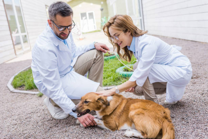 Veterinário para Cachorros Contato Vinhedo - Veterinário Valinhos